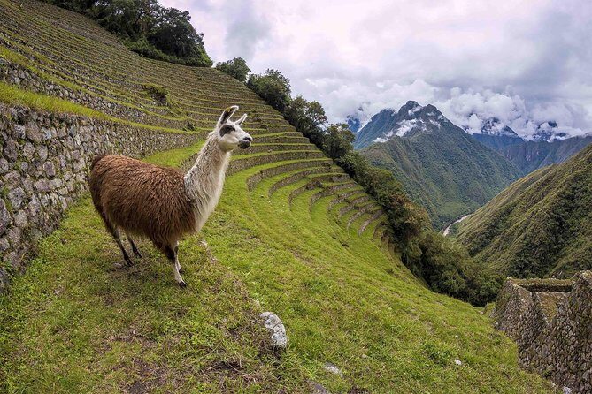 2-Day Short Inca Trail to Machu Picchu - Huayna Picchu: worth it, but only if you’re okay with stairs