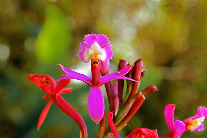 2 Day - Short Inca trail to Machu Picchu - Private Services - Why This Short Inca Trail Saves You Time (Without Feeling Rushed)