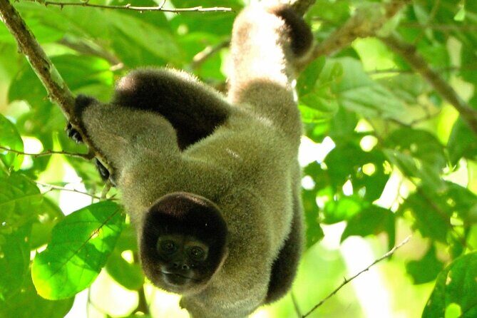 3-Day Eco-Sustainable Private Tour Manu National Park - Key highlights I’d circle before you book