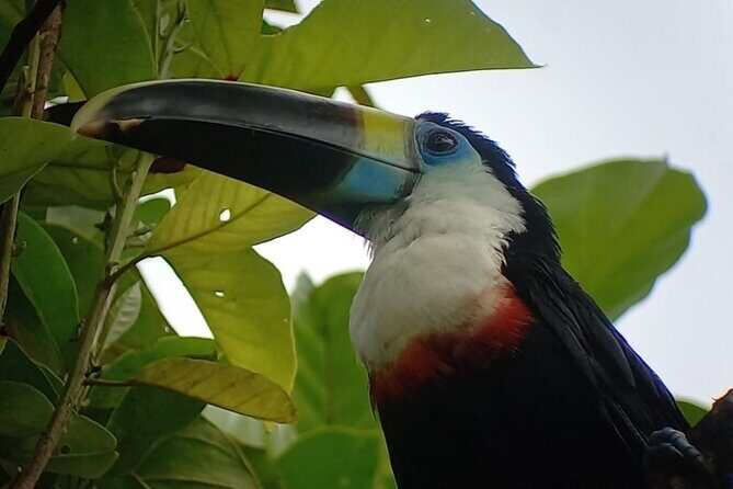 3-Day Eco-Sustainable Private Tour Manu National Park - Cusco morning to Kosnipata Valley cloud forest: tombs, birds, and early starts