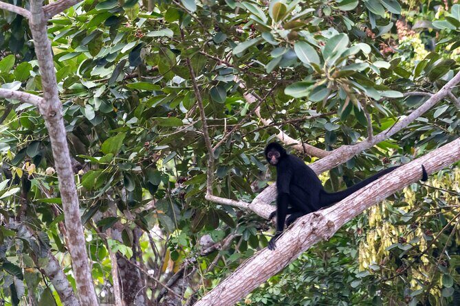 3-Day Eco-Sustainable Private Tour Manu National Park - The parrot clay lick: one last wildlife moment before heading back