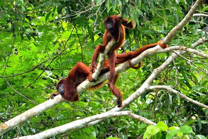 3-Day Eco-Sustainable Private Tour Manu National Park - Where the comfort level really sits: lodging, meals, and day-to-day energy