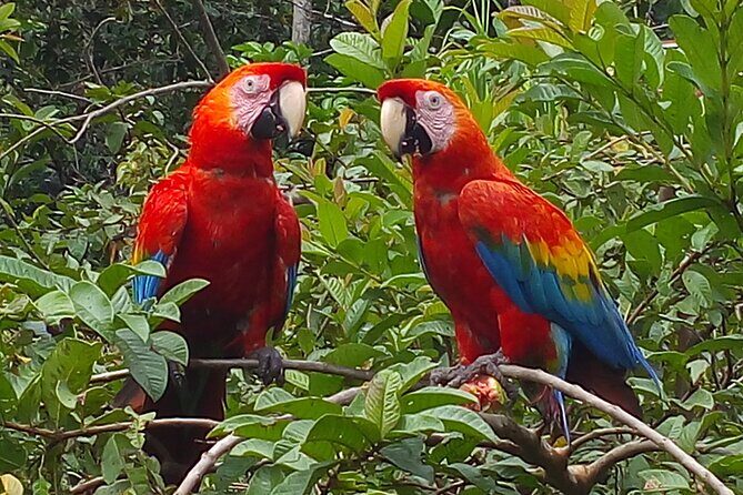 4-Day Private Tour to Manu National Park from Cusco - Key highlights worth planning around