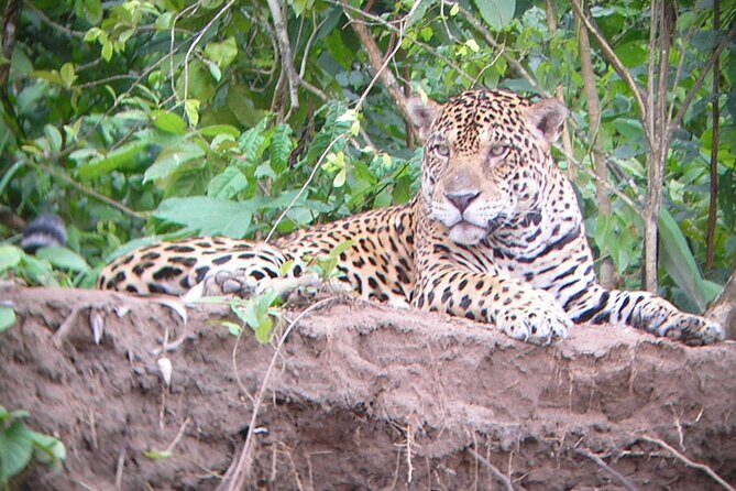 4-Day Private Tour to Manu National Park from Cusco - EcoManu Lodge: the base that makes the trip feel real