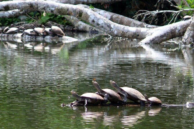 4-Day Private Tour to Manu National Park from Cusco - Guides and “spotting”: why it can make or break your trip