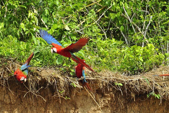 4-Day Private Tour to Manu National Park from Cusco - Who this tour suits best