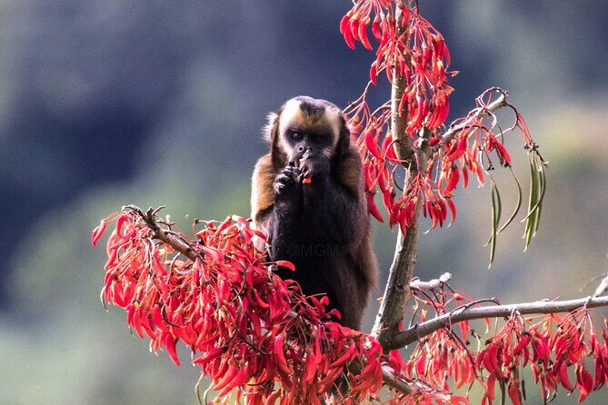 4 Day Tour to the Manu National Park - Key Things to Know Before You Go
