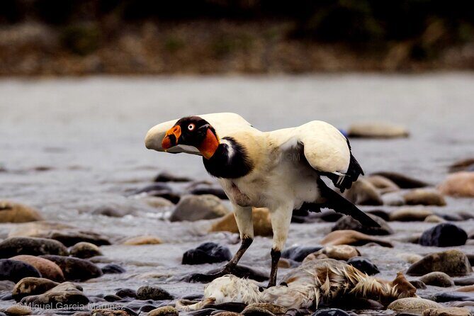 4 Day Tour to the Manu National Park - Why Manu in Four Days Makes Sense From Cusco