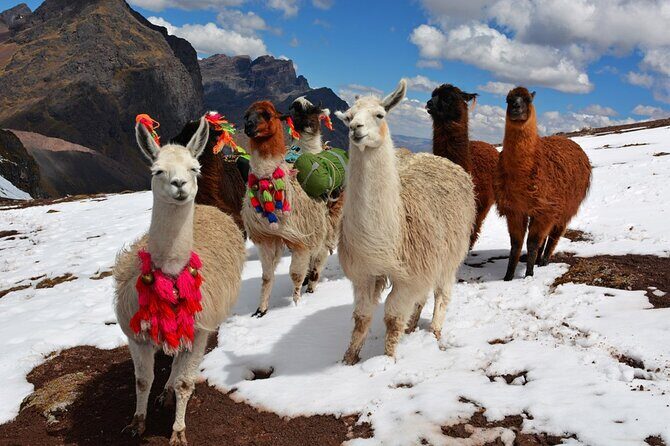6-Day Tour of Cusco Magico-Machu Picchu-Rainbow Mountain - Who should book—and who should rethink it
