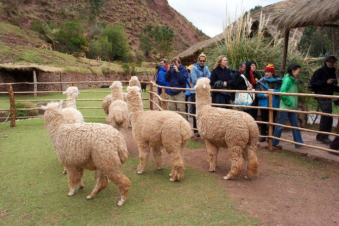6 Days Exploring Cusco, Sacred Valley & Machu Picchu - Who Should Book This, and Who Should Think Twice