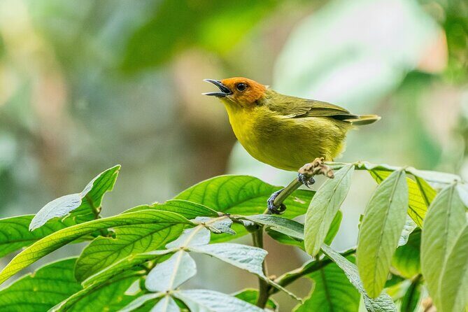 Aventuras Inolvidables en el Parque Nacional del Manu: - Key Highlights You Should Know