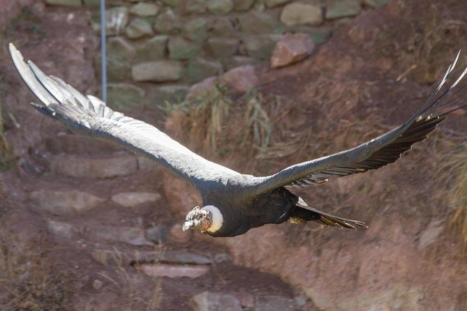 Cochahuasi Animal Sanctuary® Admission Ticket - Key reasons to go