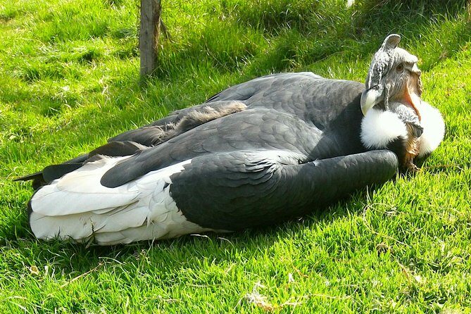 Cochahuasi Animal Sanctuary® Admission Ticket - Your 45–90 minute walkthrough with a local guide