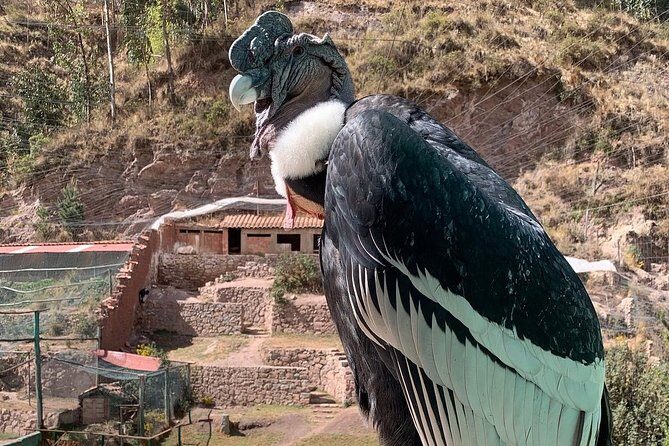 Cochahuasi Animal Sanctuary® Admission Ticket - Quick decision: should you book this sanctuary ticket?
