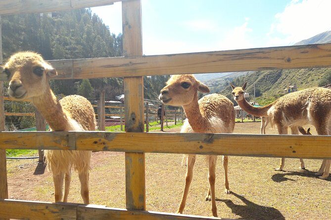 Cochahuasi Animal Sanctuary® Admission Ticket - Andean wildlife you’ll likely see (and why it matters)