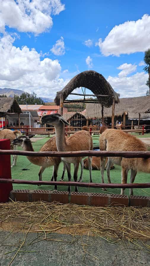 Cusco: Alpaca and Llama Farm Tour w/ Transfer & Weaving Demo - Key highlights worth carving out time for
