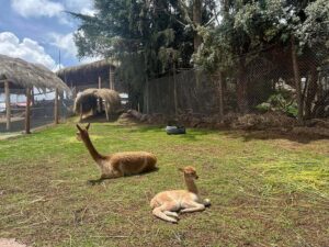 Cusco: Alpaca and Llama Farm Tour w/ Transfer & Weaving Demo - The Manos de la Comunidad Farm Tour: Animals You Can Actually See