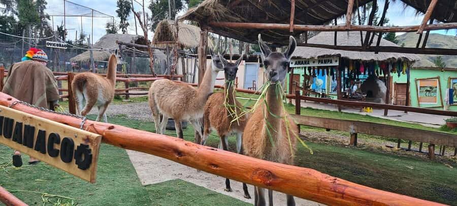 Cusco: Alpaca and Llama Farm Tour w/ Transfer & Weaving Demo - Alpaca, Llama, Vicuña, Huanaco: Sorting the Camelid Puzzle