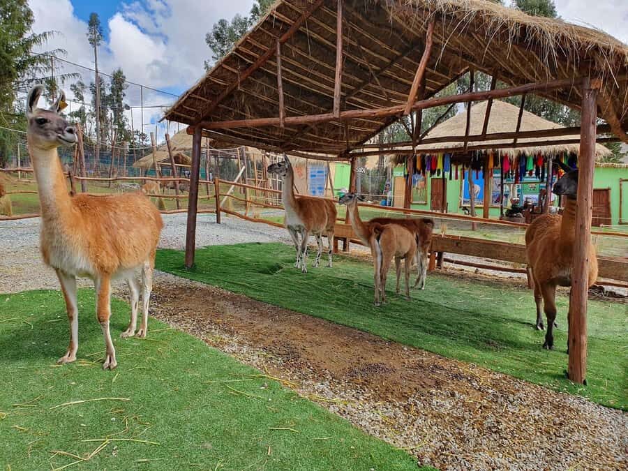 Cusco: Alpaca and Llama Farm Tour w/ Transfer & Weaving Demo - Pace and What You’ll Actually Spend Time Doing
