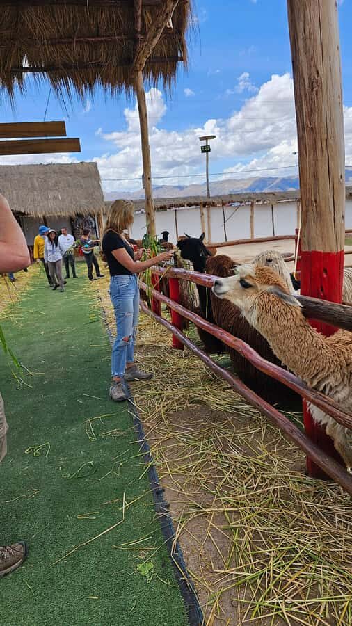 Cusco: Alpaca and Llama Farm Tour w/ Transfer & Weaving Demo - Who This Tour Fits Best (and Who Might Want Something Else)