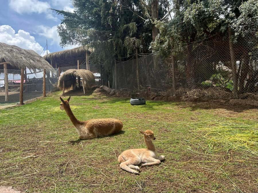 Cusco: Alpaca and Llama Farm Tour w/ Transfer & Weaving Demo - The Manos de la Comunidad Farm Tour: Animals You Can Actually See