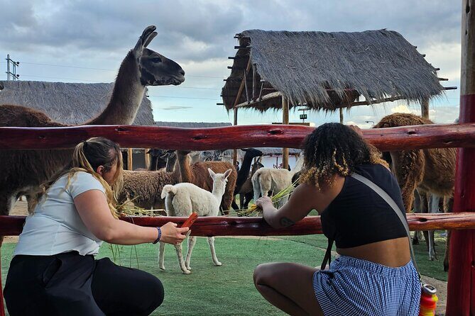 Cusco: Alpaca and Llama Farm Tour with Transfer & Weaving Demo - Key highlights at a glance
