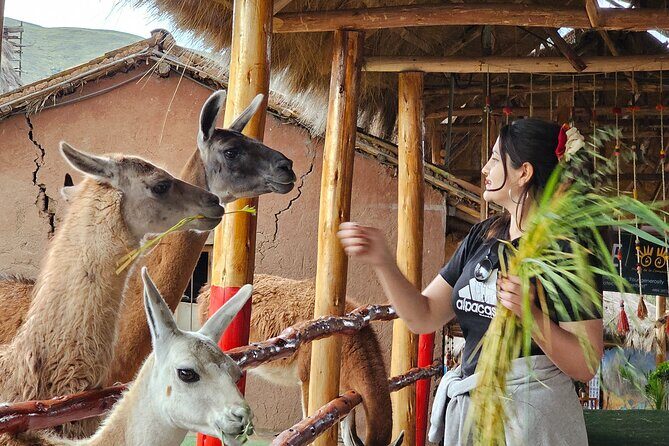 Cusco: Alpaca and Llama Farm Tour with Transfer & Weaving Demo - The Manos De La Comunidad farm: quick ride, big payoff