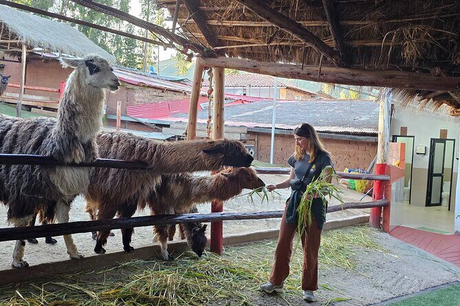 Cusco: Alpaca and Llama Farm Tour with Transfer & Weaving Demo - Animal time that stays calm: photos, feeding, and a small-group feel