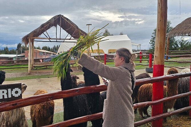 Cusco: Alpaca and Llama Farm Tour with Transfer & Weaving Demo - Guide style: English and Spanish, and a pace that fits real questions