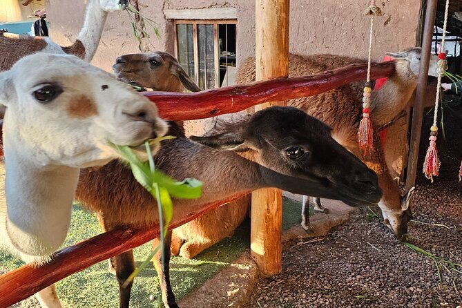 Cusco: Alpaca and Llama Farm Tour with Transfer & Weaving Demo - Price and timing: why $34 can feel fair