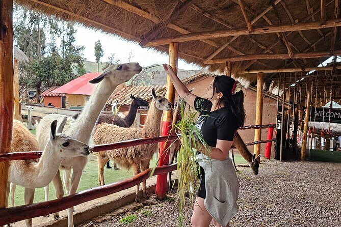 Cusco: Alpaca and Llama Farm Tour with Transfer & Weaving Demo - Bonus wildlife connection: condors in the mix