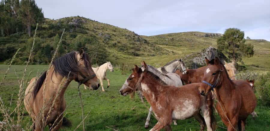 Cusco: Half-Day Horseback Riding at Devil's Balcony - Key Highlights at a Glance