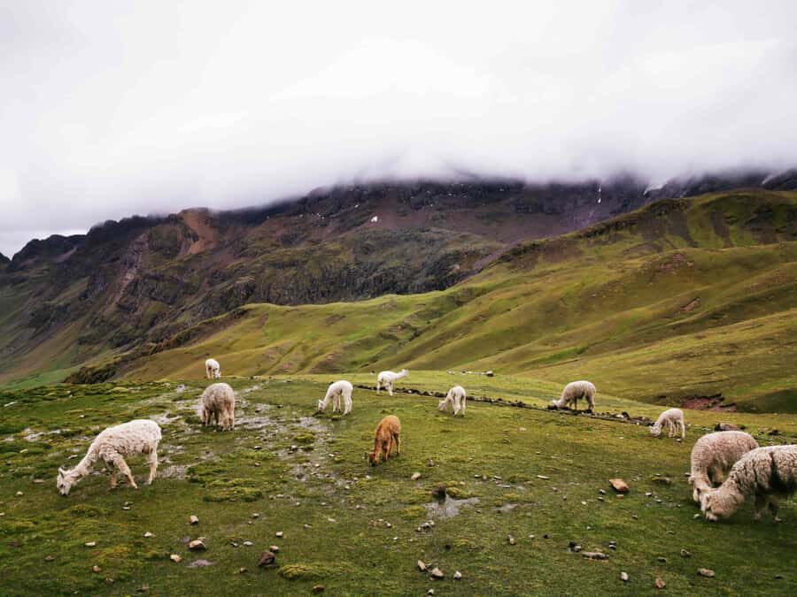 Cusco: Rainbow Mountain and Red Valley Guided Day with Meals - Descent Back to Cusipata: Your Body’s Second Test