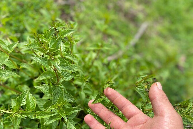 Discover the secrets of Andean nature in Pisac - Why Pisac’s Andean Plant Teachings Feel Different