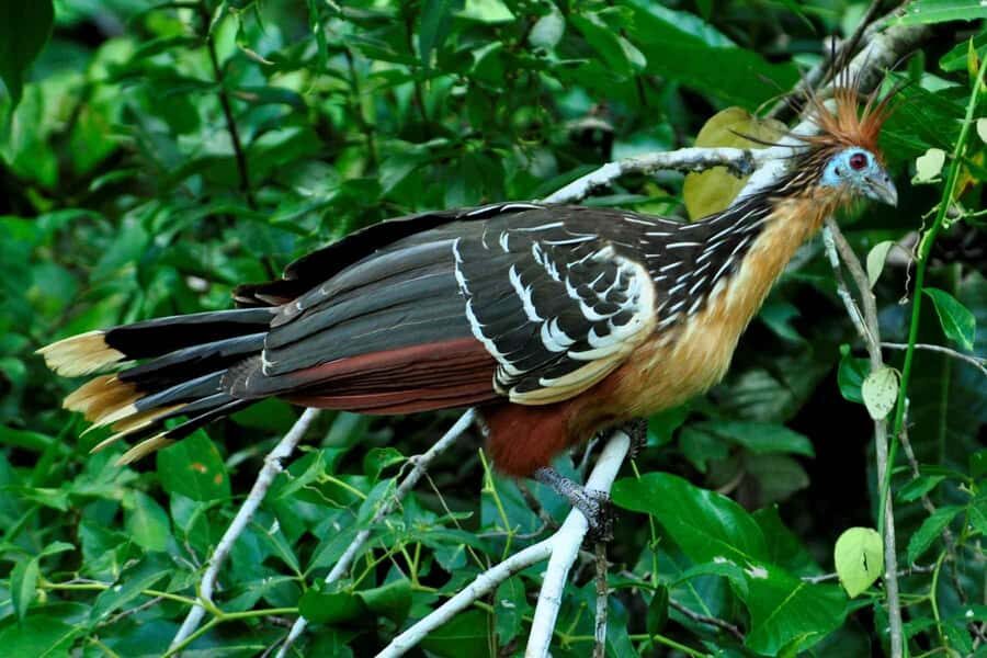From Cusco: 4-Day Manu National Park Guided Tour - Andes-to-Amazon reality: what this Manu tour feels like