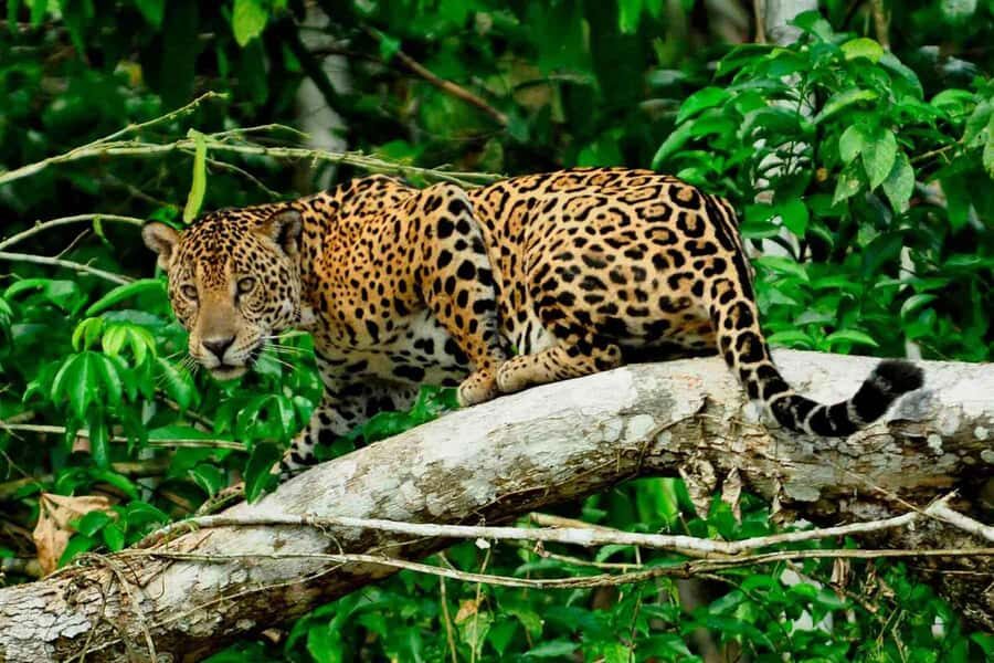 From Cusco: 4-Day Manu National Park Guided Tour - Day 1: leaving Cusco for misty cloud forest and Paucartambo culture