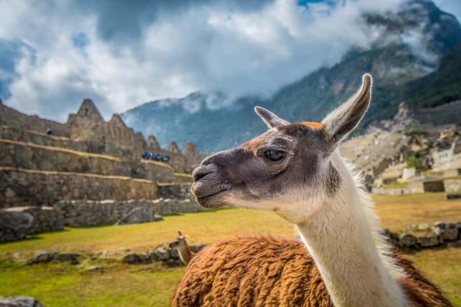 From Cusco: Machu Picchu Full-Day Guided Tour - Aguas Calientes return and the evening transfer back to Cusco