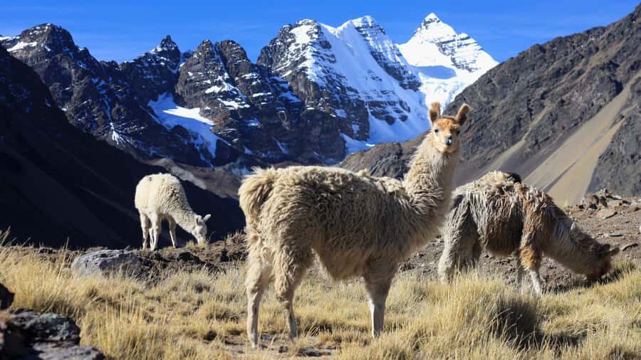From Cusco: Rainbow Mountain Trek - Guide, Group Size, and Pace: The Difference Between Nice and Miserable