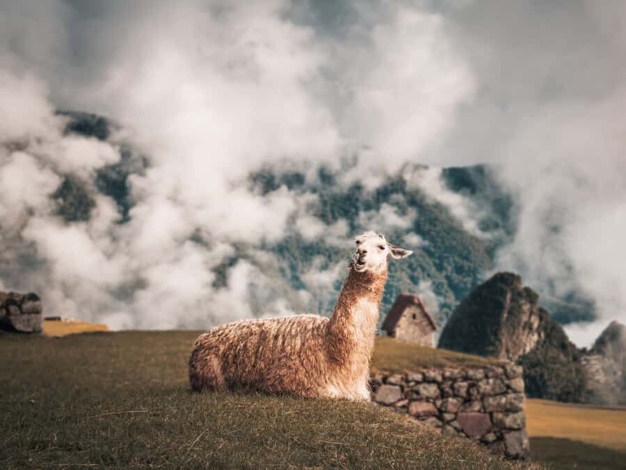 From Cusco: Sacred Valley & Machu Picchu 2-Day Tour by Train - What to bring (and what to leave behind)