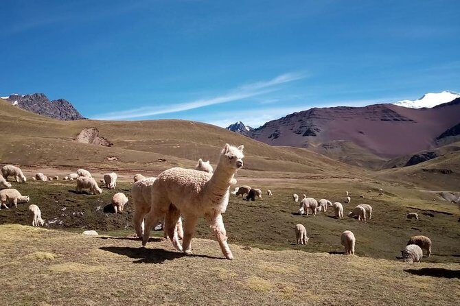 Full-Day Rainbow Mountain Adventure with ATV - The near-top transfer: motorbike with driver and a short walk
