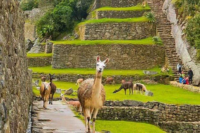 Machu Picchu Day Trip from Ollantaytambo and Urubamba - Photo Time vs. Ruins Time: How to Get Both Without Fighting Your Own Schedule