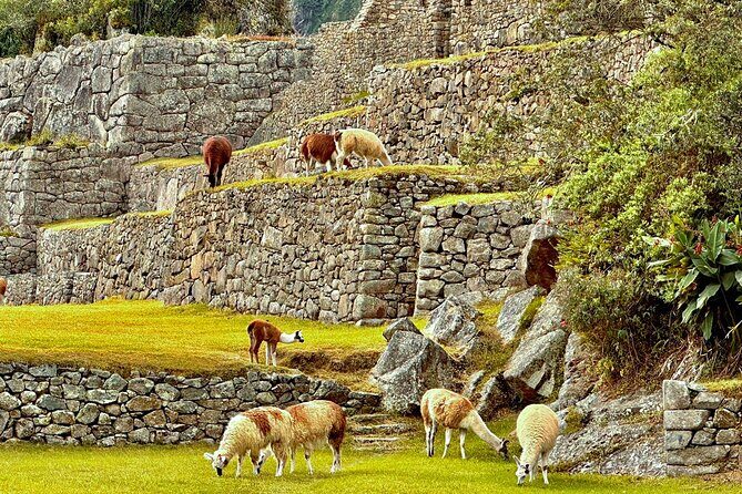 Machu Picchu Full Day from Cusco - Group Size, Guides, and the Kind of Experience You’ll Get