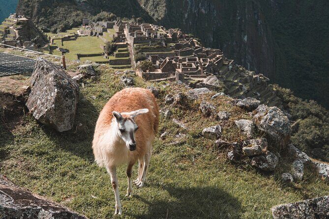 Machu Picchu Full-Day Tour by Train from Cusco - Small Group - Entering Machu Picchu: guided history first, then your circuit