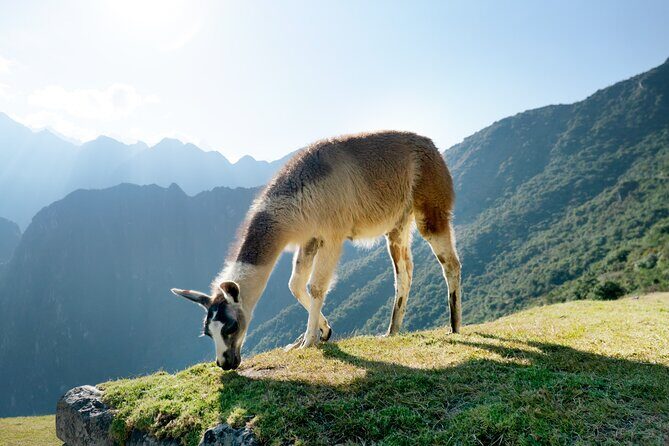 Machu Picchu Full-Day Tour by Train from Cusco - Small Group - Your own time until 1:00 p.m.: how to use it well