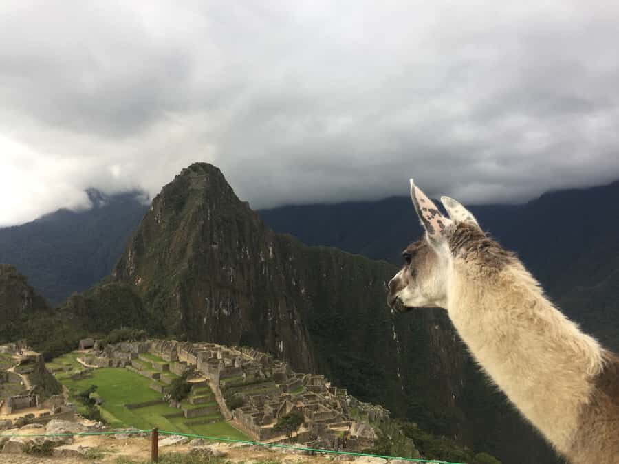 Machu Picchu: Private Tour Guide Service - Price and What $98 per Group Actually Buys You