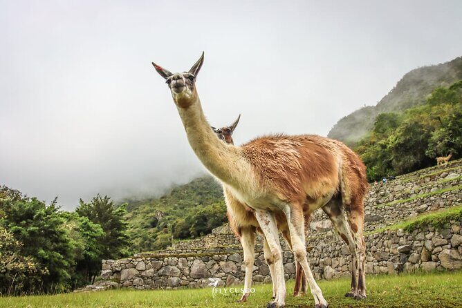 Machu Picchu Ticket, Bus & Private Guide - Language Options - Key points worth knowing