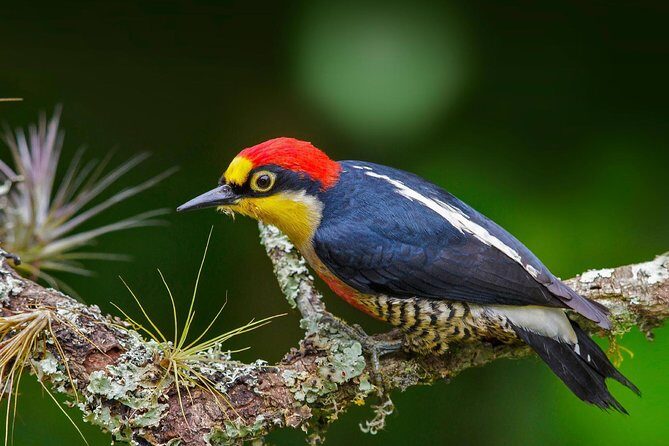 Manu Jungle Tour (4 Days) - Lodges and meals: what’s included (and what you must plan for)