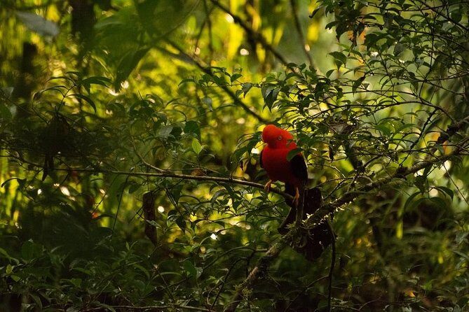Manu Jungle Tour (4 Days) - Price and value: why $545 can feel fair here