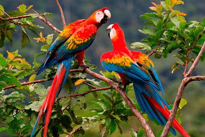 Manu Jungle Tour (4 Days) - Should you book this Manu Jungle Tour?