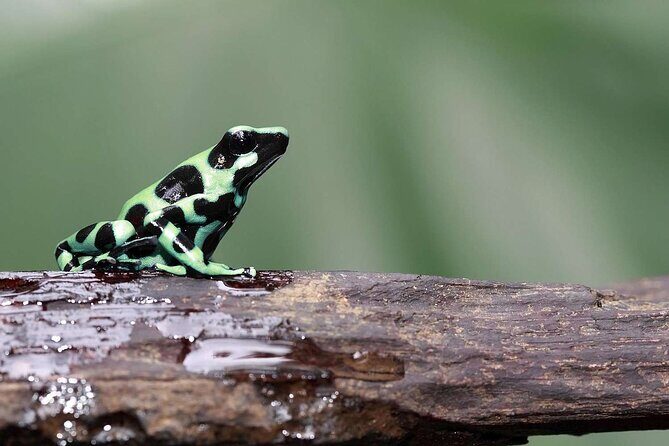 Manu Jungle Tour from Cusco (4 Days) - Manu Rainforest Lodge and night options: sleeping in the real jungle